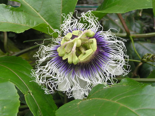 沖縄の植物パッションフルーツをご紹介いたします。