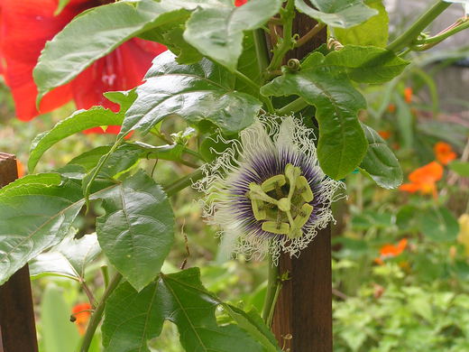 沖縄の植物パッションフルーツをご紹介いたします。