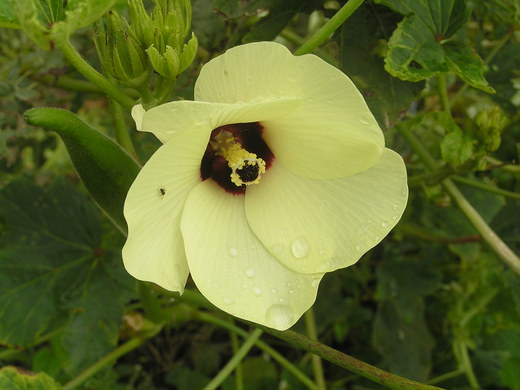 沖縄の植物　「　オクラ」　です・