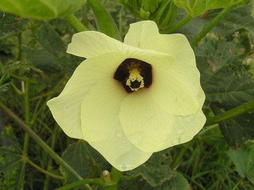 沖縄の植物　「　オクラ」　です・