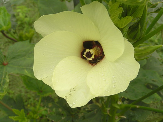 沖縄の植物　「　オクラ」　です・