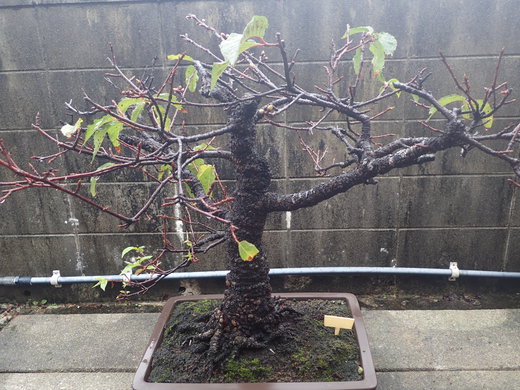 沖縄の植物　「　桜　」　です・