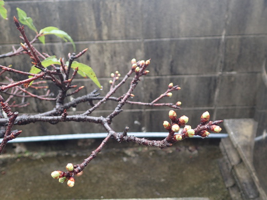 沖縄の植物　「　桜　」　です・