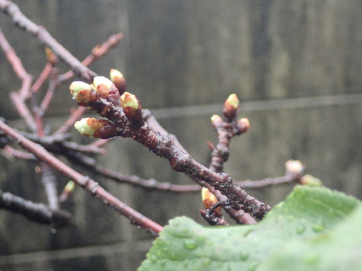 沖縄の植物　「　桜　」　です・