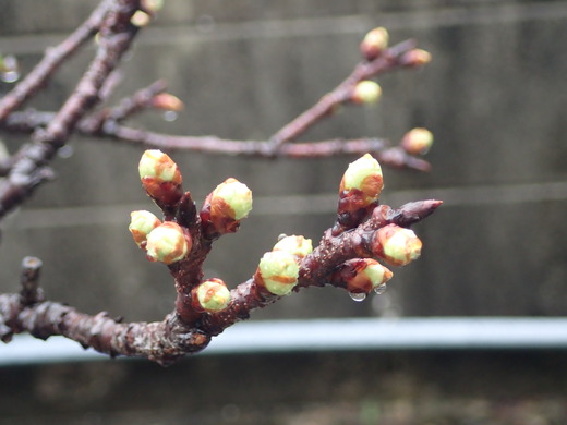 沖縄の植物　「　桜　」　です・