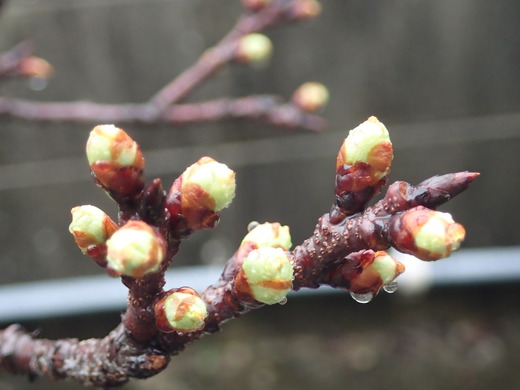 沖縄の植物　「　桜　」　です・