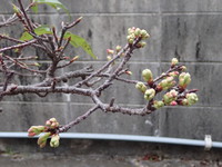 沖縄は桜が今年も咲き始めました。 2018/01/27 18:56:20
