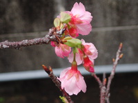 沖縄は桜が咲きました 2018/02/02 19:27:34