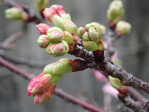 沖縄は桜が咲きました