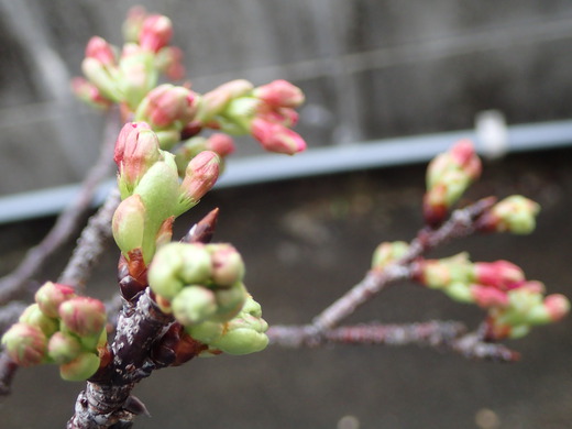 沖縄は桜が咲きました