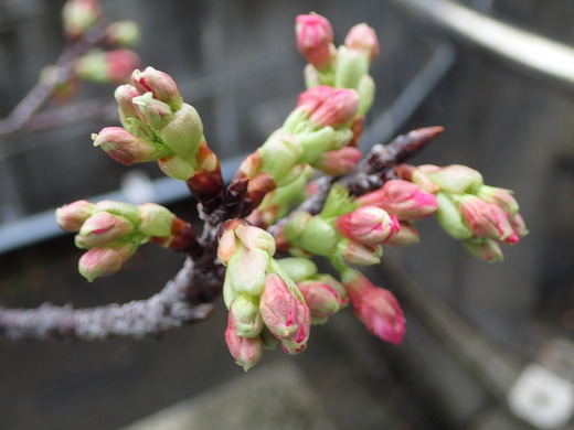 沖縄は桜が咲きました