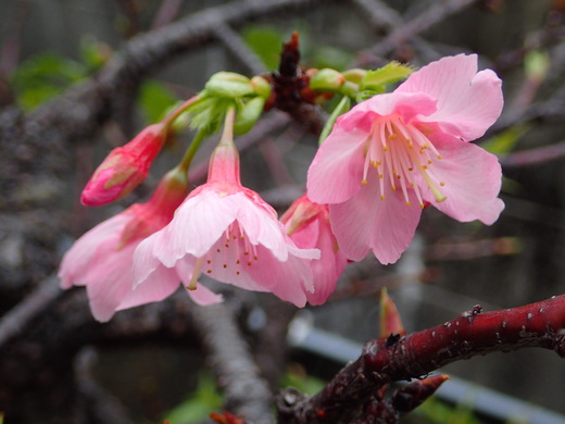 沖縄は桜が咲きました