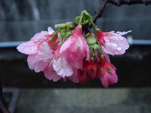 沖縄の桜が咲いています。
