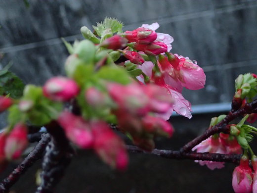 沖縄の桜が咲いています。
