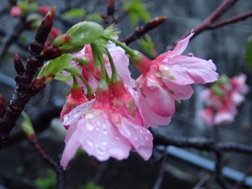 沖縄の桜が咲いています。