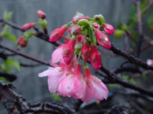 沖縄の桜が咲いています。