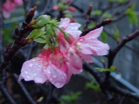沖縄の桜が咲いています。 2018/02/04 19:54:45