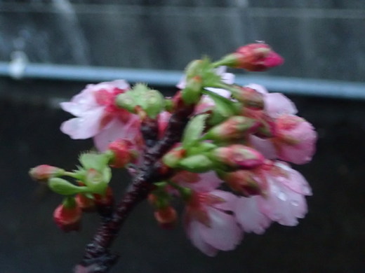 沖縄の桜が咲いています。