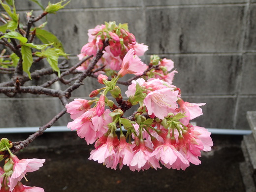 沖縄の桜が咲いています。