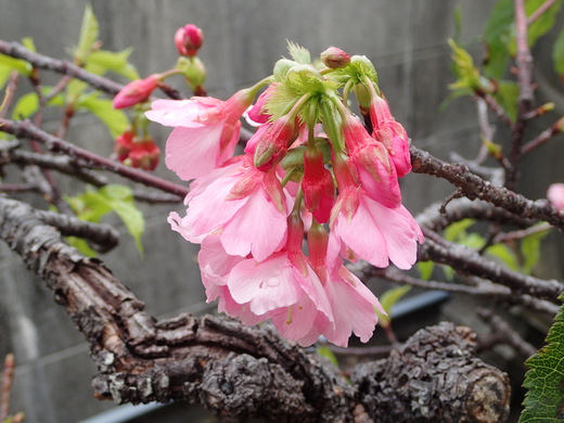 沖縄の桜が咲いています。