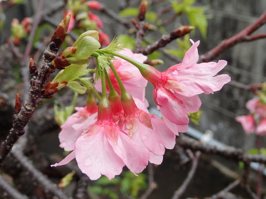 沖縄の桜が咲いています。