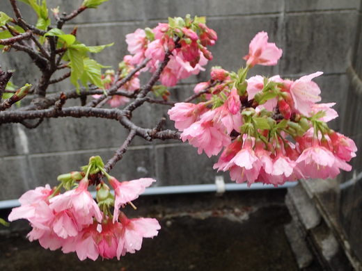 沖縄の桜が咲いています。