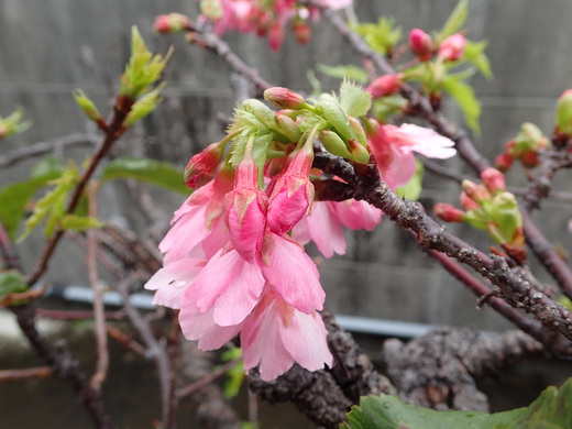 沖縄の桜が咲いています。