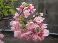 沖縄の桜が咲いています。 2018/02/07 18:05:57