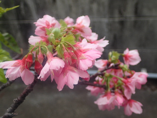沖縄の桜が咲いています。