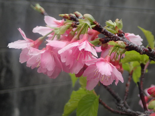 沖縄の桜が咲いています。