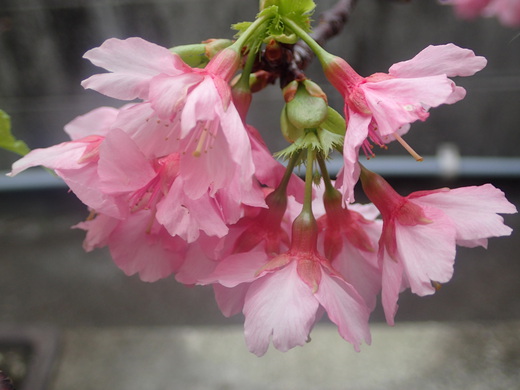 沖縄の桜が咲いています。