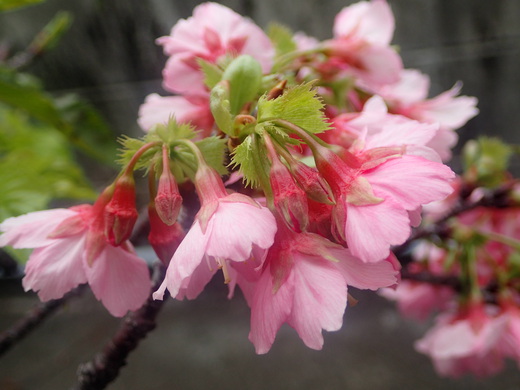 沖縄の桜が咲いています。