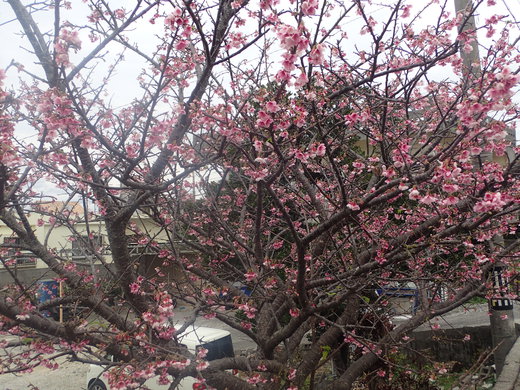 沖縄の桜が咲いています。