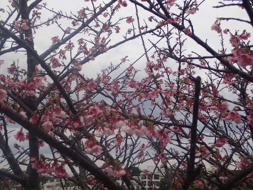 沖縄の桜が咲いています。