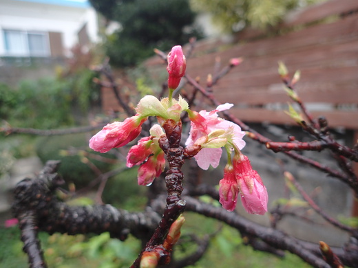沖縄の植物です　桜が咲いています。