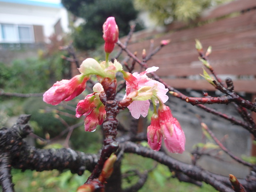 沖縄の植物です　桜が咲いています。