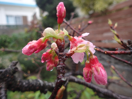 沖縄の植物です　桜が咲いています。