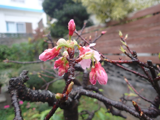 沖縄の植物です　桜が咲いています。