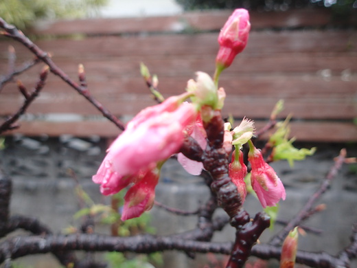 沖縄の植物です　桜が咲いています。