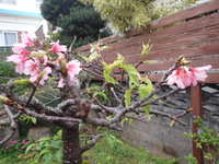 沖縄の植物です、沖縄の桜が咲いています。 2019/02/14 18:46:42