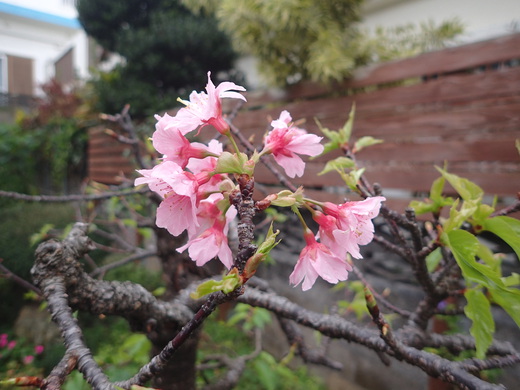 沖縄の植物です、沖縄の桜が咲いています。