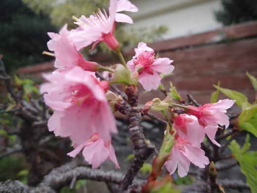 沖縄の植物です、沖縄の桜が咲いています。