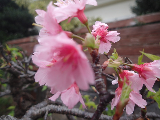 沖縄の植物です、沖縄の桜が咲いています。