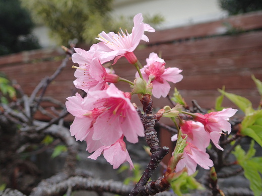 沖縄の植物です、沖縄の桜が咲いています。