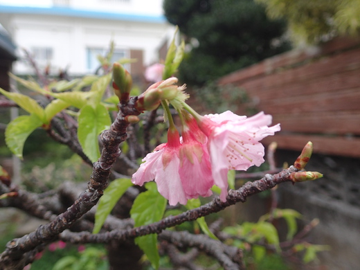 沖縄の植物です、沖縄の桜が咲いています。