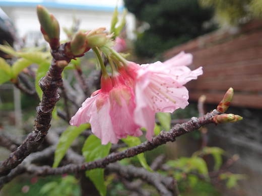 沖縄の植物です、沖縄の桜が咲いています。