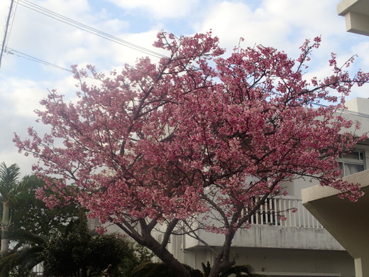 沖縄の桜が咲いています。