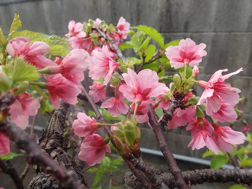 沖縄の桜が咲いています。