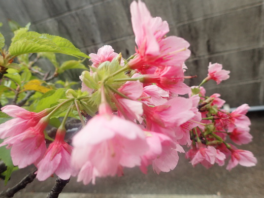 沖縄の桜が咲いています。