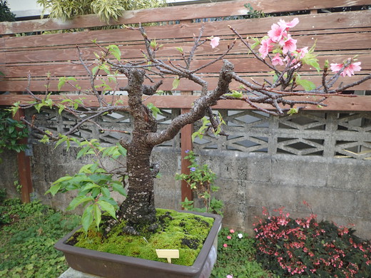 沖縄の桜が咲いています。